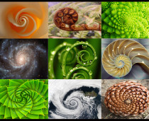 spirals in nature
