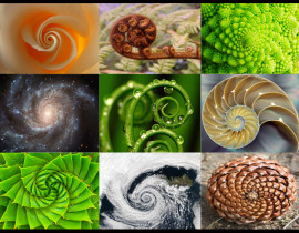 spirals in nature