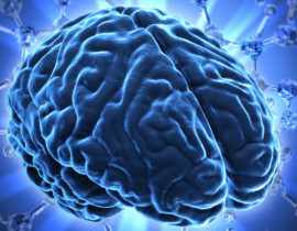 Brain Networks Linked to Human Intelligence