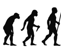 mammalian evolution