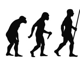 mammalian evolution